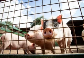Alagoas lidera crescimento do rebanho suíno no país