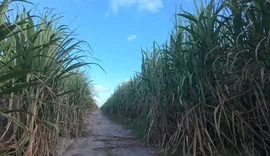 Safra 26/27 segue com quatro usinas já em operação em Alagoas