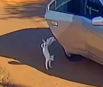 Mãe e filha são presas por abandonar gato que morreu atropelado no Acre