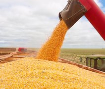 Safra recorde de milho exige atenção redobrada com doenças nas lavouras