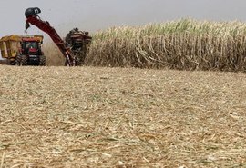 Produção de etanol anidro cresce 22,3% no Nordeste, diz NovaBio
