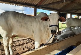 72ª Expoagro Alagoas vai reunir cadeias produtivas da agropecuária em Maceió
