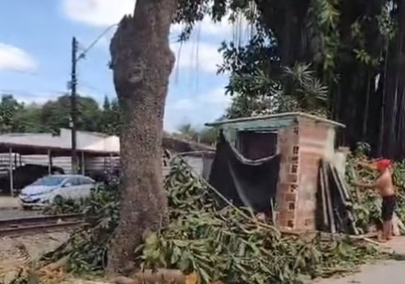 ''Projeto nojento'': Moradores denunciam destruição de árvores centenárias por obras da Braskem e Prefeitura de Maceió