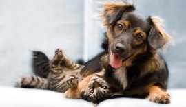 Câmara aprova aumento de pena para quem ferir cães e gatos