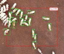 Drones e inteligência artificial indicam melhor momento de abate do gado