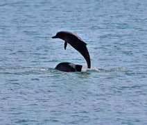 Golfinhos dão “show” e encantam turistas no Porto de Maceió