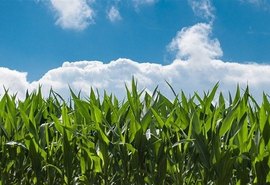 Contratações de crédito rural crescem 30% nesta safra