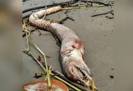 “Monstro marinho” é encontrado em praia de São Paulo; veja fotos