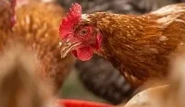 França abate 600 mil aves por gripe aviária