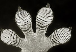 Cientistas identificam novas espécies de lagartixas no Camboja