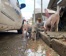 Promessas de JHC viram lama: Porcos e sujeira dominam o Mercado da Produção em Maceió