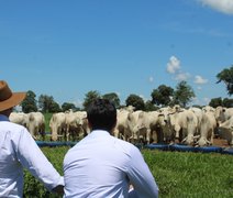 Preço do boi reage e 9º Encorte debate futuro da pecuária