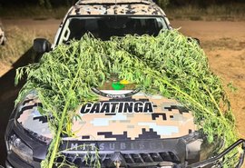 Polícia flagra plantio de maconha no quintal de oficina em Canapi