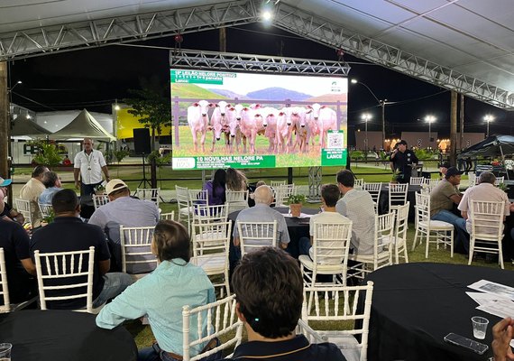 18º Leilão Nelore Positivo cresce 12% faturamento com valorização dos lotes ofertados