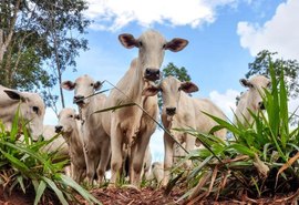 Mais de 98% do rebanho foi imunizado contra aftosa