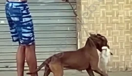 Polícia prende homem que usou cão da raça pitbull para atacar e matar gato