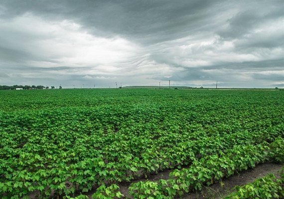 Previsão de chuvas traz impacto positivo nas lavouras