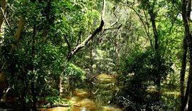 Fungo amazônico pode controlar doenças agrícolas e gerar novos antibióticos
