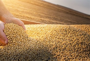Safra de soja 2025/26 deve bater recorde com 181,3 milhões de toneladas