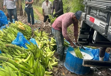 Mesmo com queda da cana, valor da produção agrícola cresce 13,9% em AL