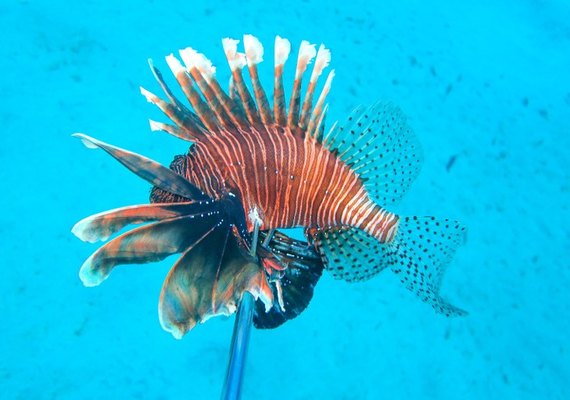 Pesquisadores acompanham presença de espécie invasora nas águas de Alagoas