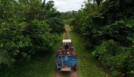 Sistema agroflorestal beneficia famílias e amplia produção sustentável na AM