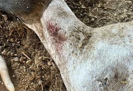 'Chupa-cabra' volta a atacar rebanho no Agreste de Alagoas
