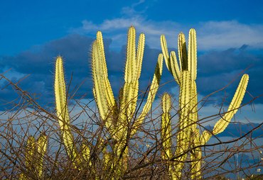 Fungos da Caatinga podem combater doenças agrícolas e reduzir uso de fungicidas