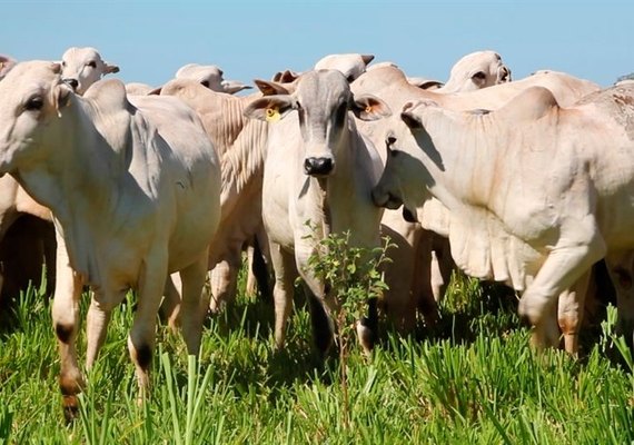 Genética bovina deve crescer ainda mais