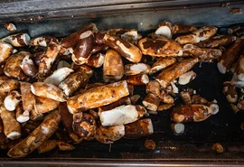 Preços da mandioca seguem em queda, mas demanda maior limita o recuo