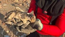 Gato é resgatado durante incêndio em vegetação no interior de AL