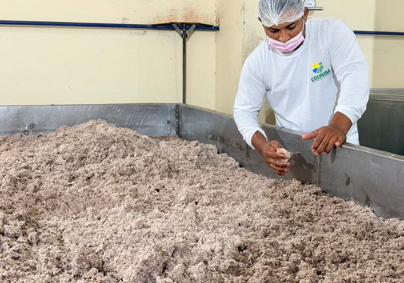 Coopaiba processa 600 mil quilos de coco e supera 1,2 milhão de frutos
