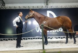 5º Leilão Vale Rico reúne o melhor da vaquejada