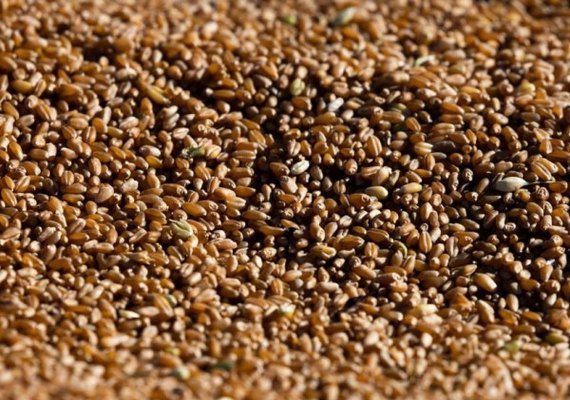 Produção nacional de grãos cresce 5,7%