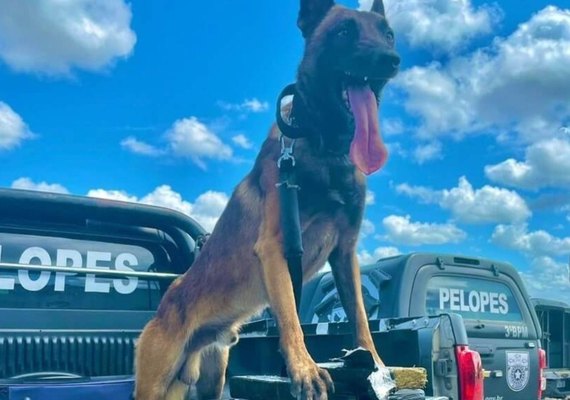 Com ajuda de cães farejadores, PM apreende 40 kg de drogas no interior de AL