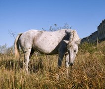 Placa dental da Idade do Ferro revela dieta dos citas, aponta estudo