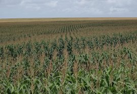 Grupo Santana aposta em safra recorde de milho