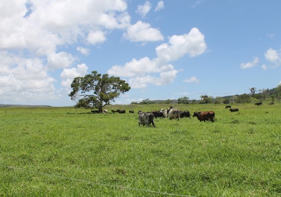 Faeal realiza mais ações do Mais Pasto