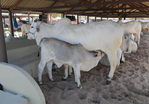 ACA reforça programação da Expoagro