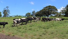 Pindorama incentiva melhoramento genético do rebanho dos produtores