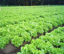 Sebrae-AL apresenta resultados desenvolvidos no Programa Agronordeste