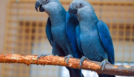 Saiba como funcionam os projetos de reintrodução de espécies em extinção