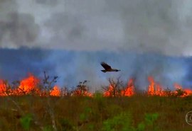 Novo governo Biden pode impactar o agronegócio brasileiro