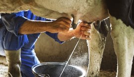Após ano de crescimento, setor de leite tende a colocar o pé no freio em 2026