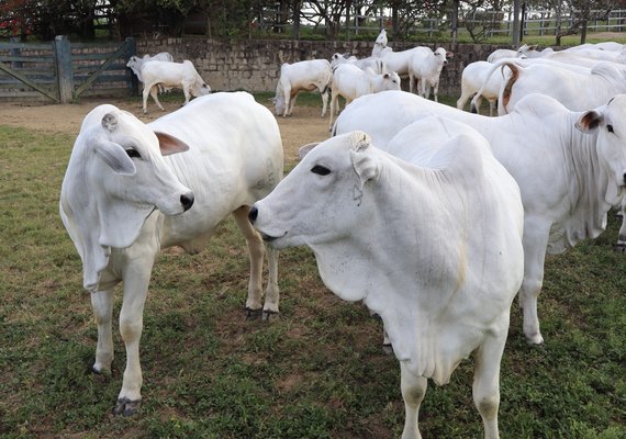 Pecuária de corte aposta em recuperação do mercado em AL