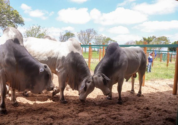 Mega Touros da SMP bate recorde e fatura mais de R$ 2,6 milhões em vendas