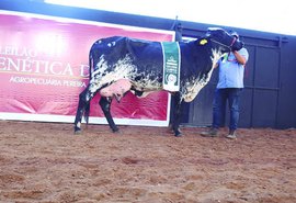 Leilões da Expoalagoas movimentam setor em AL