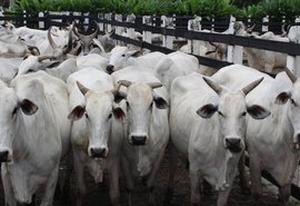 Aftosa: Alagoas se aproxima do status de zona livre sem vacinação