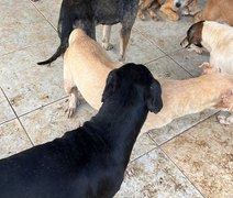 Operação investiga denúncia de maus-tratos de animais em abrigo de Maceió