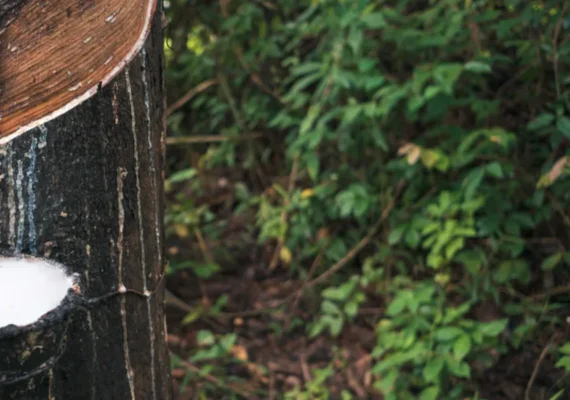 Cooperativa de Heveicultores busca selo FSC para consolidar produção sustentável de borracha natural